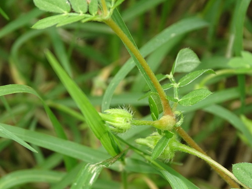 Image of Kallstroemia maxima by (c) Alexis López Hernández, some rights reserved (CC BY)