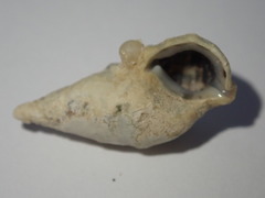 Cerithium litteratum