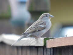 Passer domesticus