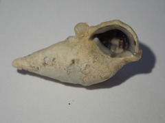 Cerithium litteratum