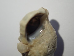 Cerithium litteratum