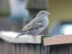 Passer domesticus