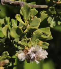 Baccharis macraei