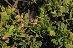 Baccharis macraei