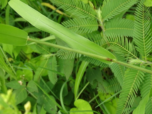 Image of Urochloa fusca by (c) Alexis López Hernández, some rights reserved (CC BY)