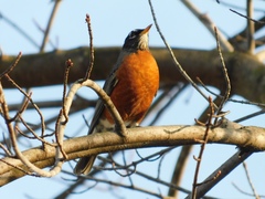 Turdus migratorius