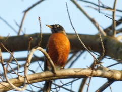 Turdus migratorius
