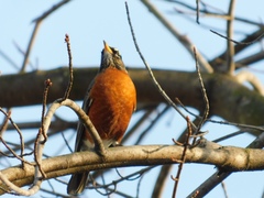 Turdus migratorius