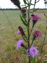 Liatris novae-angliae