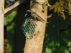 Sturnus vulgaris