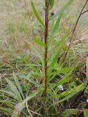 Liatris novae-angliae
