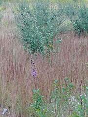 Liatris novae-angliae