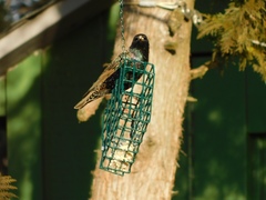 Sturnus vulgaris