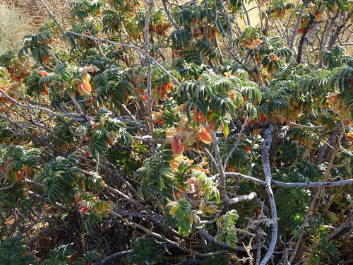 Image of Melianthus comosus by (c) Shaun Swanepoel, some rights reserved (CC BY)