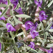 Astragalus musiniensis - Photo (c) springlake1, algunos derechos reservados (CC BY-NC), subido por springlake1