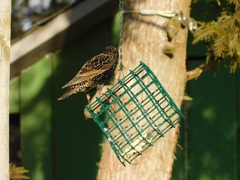 Sturnus vulgaris