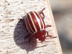 Calligrapha cephalanthi