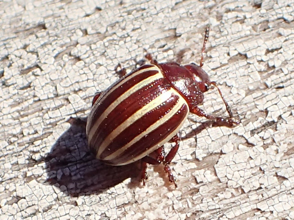 Calligrapha cephalanthi