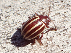 Calligrapha cephalanthi