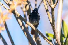 Phoenicurus ochruros