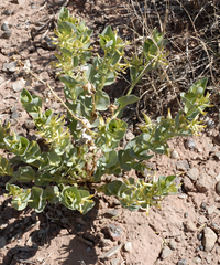 Astragalus asclepiadoides