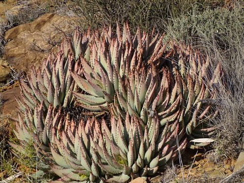 Image of Aloe claviflora by (c) Shaun Swanepoel, some rights reserved (CC BY)
