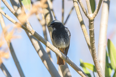 Phoenicurus ochruros