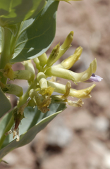 Astragalus asclepiadoides