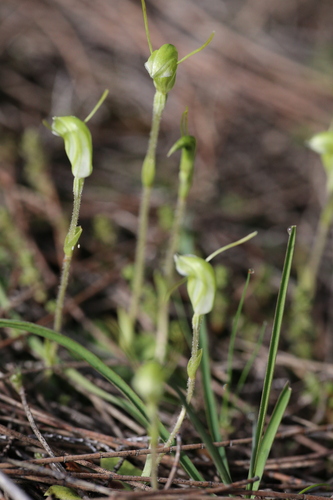 Image of Pterostylis setulosa by (c) Hugo Innes, some rights reserved (CC BY)