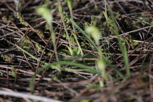 Image of Pterostylis setulosa by (c) Hugo Innes, some rights reserved (CC BY)