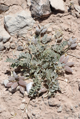 Astragalus cymboides