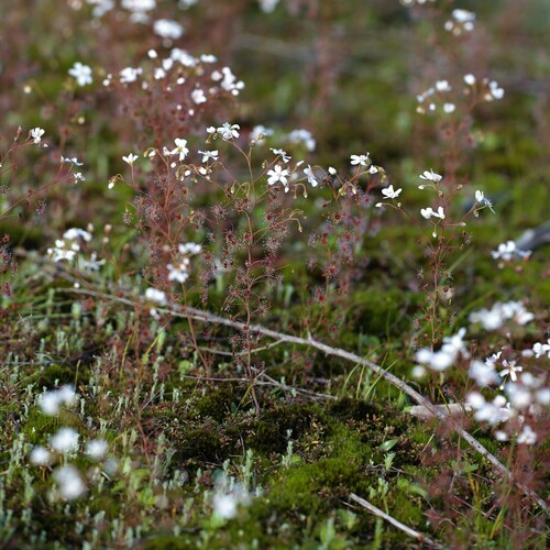 Drosera graniticola