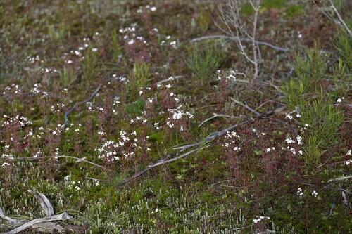 Drosera graniticola