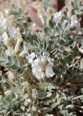 Astragalus cymboides