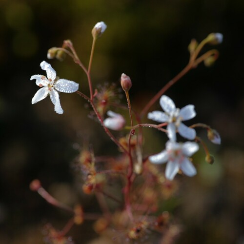 Drosera graniticola