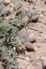 Astragalus cymboides