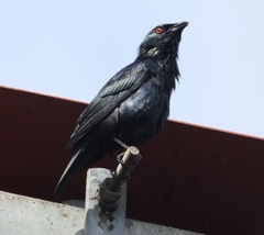 Short-Tailed Starling photo 2