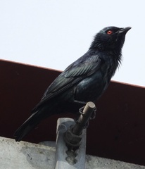 Short-Tailed Starling photo 3