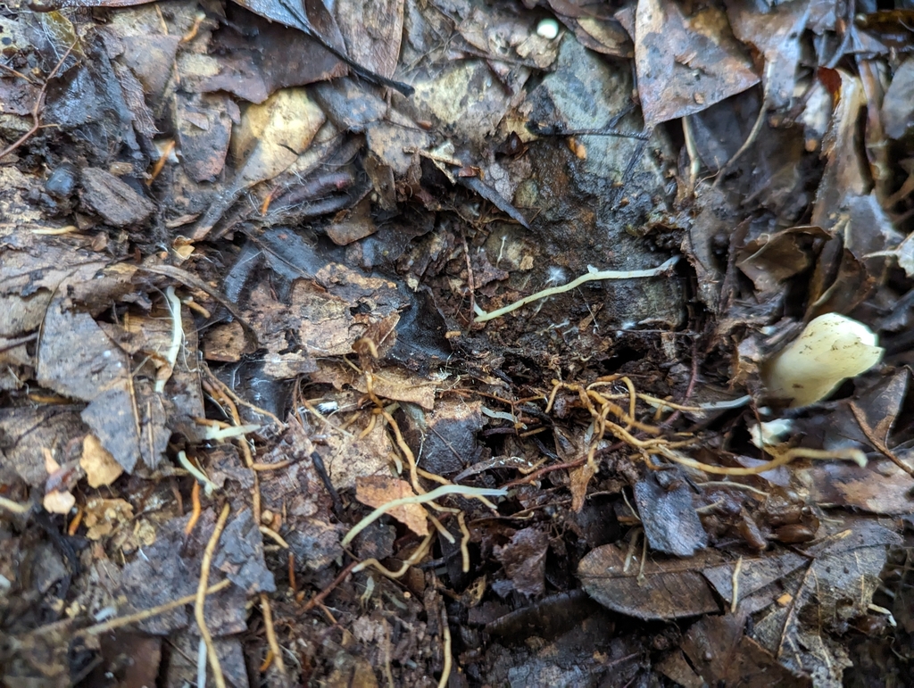 Thismia taiwanensis in August 2023 by lecanorchis · iNaturalist