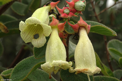 Paliavana sericiflora