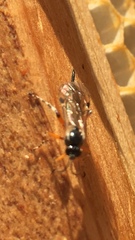 Itoplectis