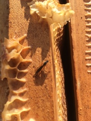 Itoplectis