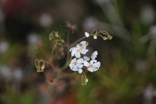 Drosera graniticola