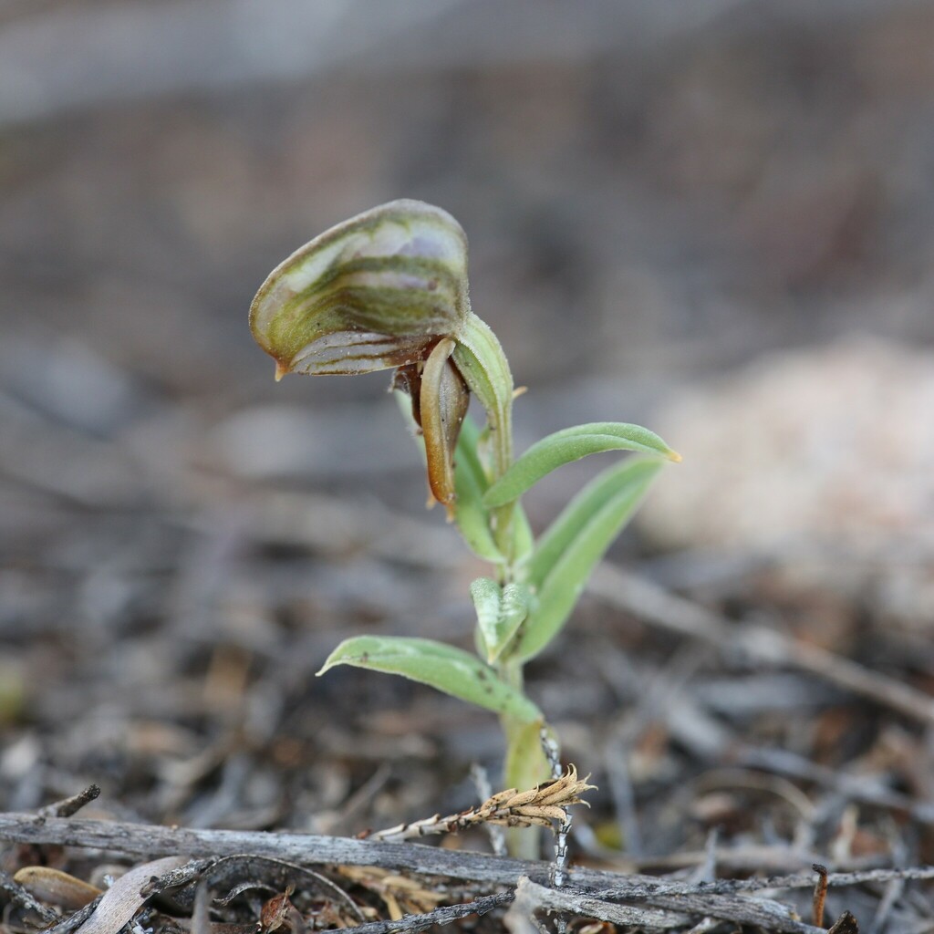Pterostylis arbuscula