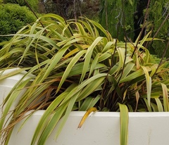 Phormium