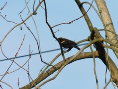 Agelaius phoeniceus