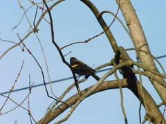 Agelaius phoeniceus