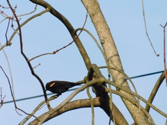 Agelaius phoeniceus