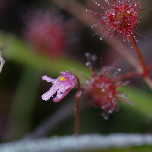 Image of Utricularia tenella by (c) Hugo Innes, some rights reserved (CC BY)