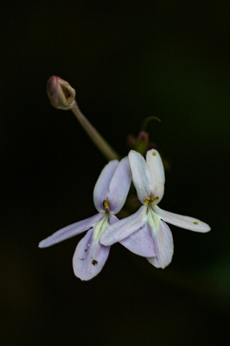 Pseuderanthemum subviscosum image